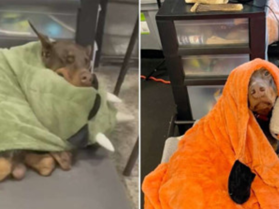 The so-called “Scary” doberman cannot go to sleep without his safety blanket…