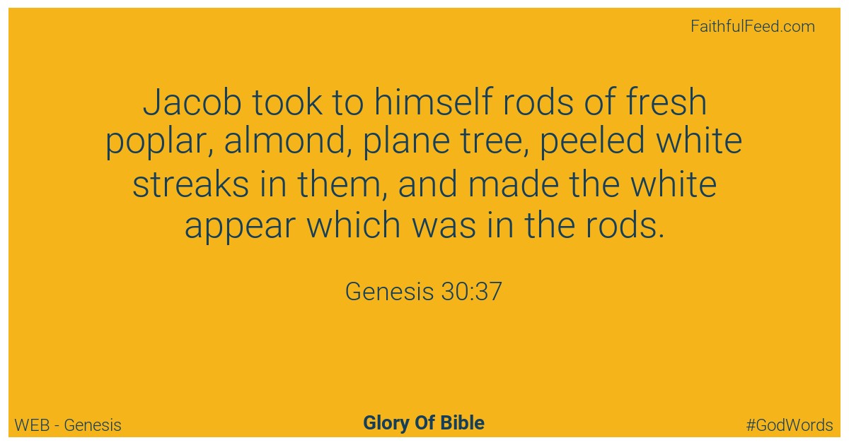 Genesis 30:37 - Web